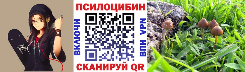 Купить где  Нефтекамск  Псилоцибиновые грибы GOLDEN TEACHER 